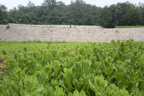 生态饲料莳植基地